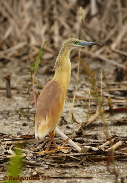 JNB 16Jan15 Squacco Heron 02