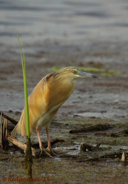 JNB 16Jan15 Squacco Heron 04