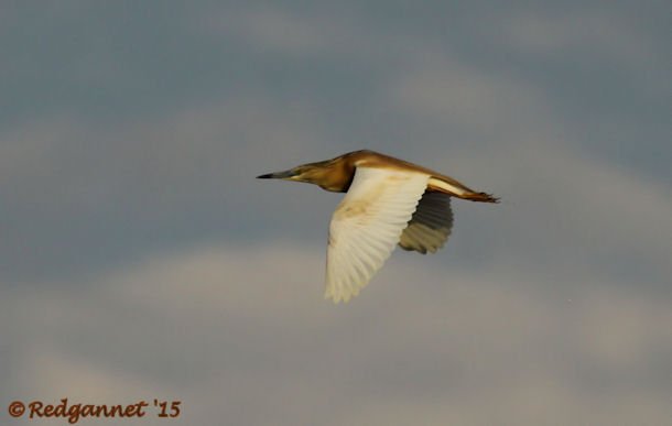 JNB 16Jan15 Squacco Heron 05