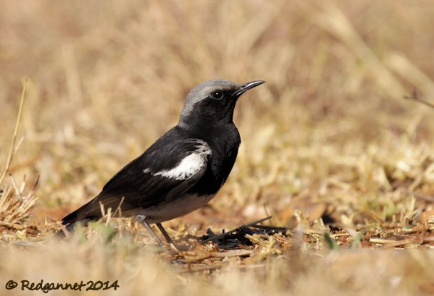 JNB 18Jul14 Mountain Chat 02