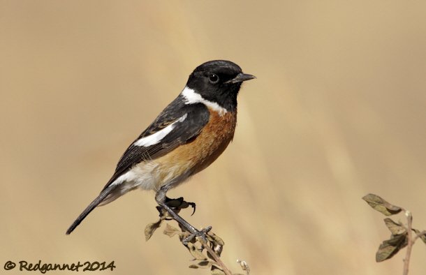 JNB 18Jul14 Stonechat 04