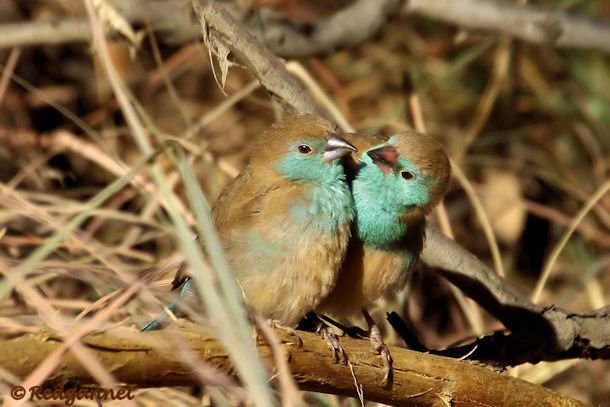 JNB 19Jul14 Blue Waxbill 03 - Copy