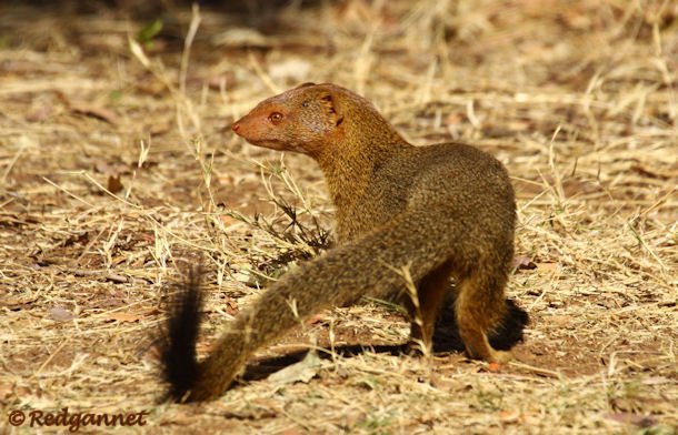 JNB 19Jul14 Slender Mongoose 01 - Copy