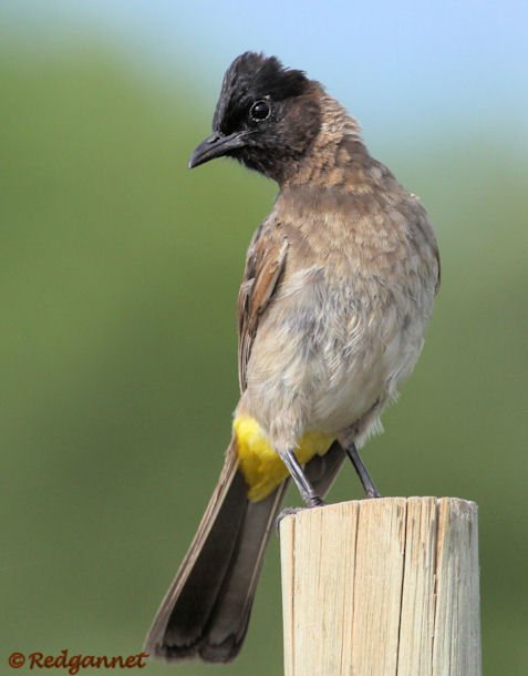 JNB 21Jan11 Common Bulbul 01