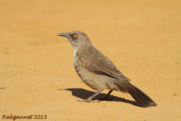 JNB 25Jun13 Arrow-marked Babbler 01