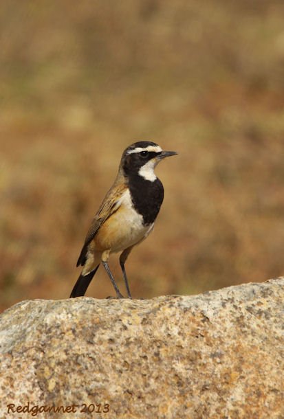 JNB 25Jun13 Capped Wheatear 02