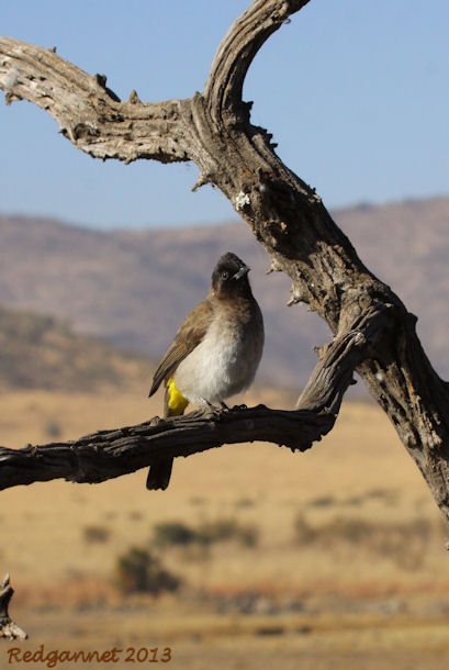 JNB 25Jun13 Common Bulbul 01