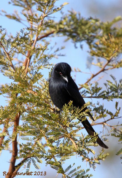 JNB 25Jun13 Fork-tailed Drongo 03