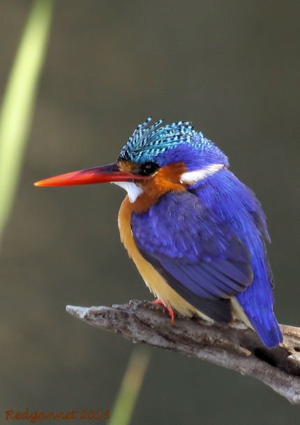 JNB 25Jun13 Malachite Kingfisher 01