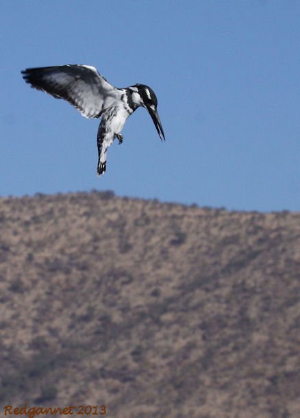 JNB 25Jun13 Pied Kingfisher 01