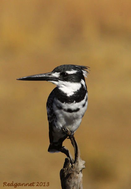 JNB 25Jun13 Pied Kingfisher 06