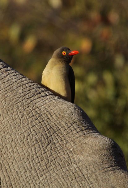 JNB 25Jun13 Red-billed Ox-pecker 01