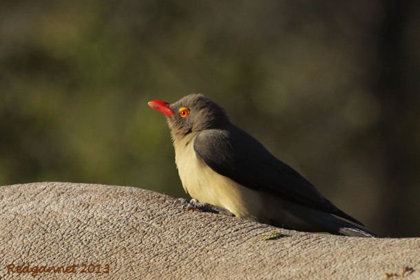 JNB 25Jun13 Red-billed Ox-pecker 03 - Copy