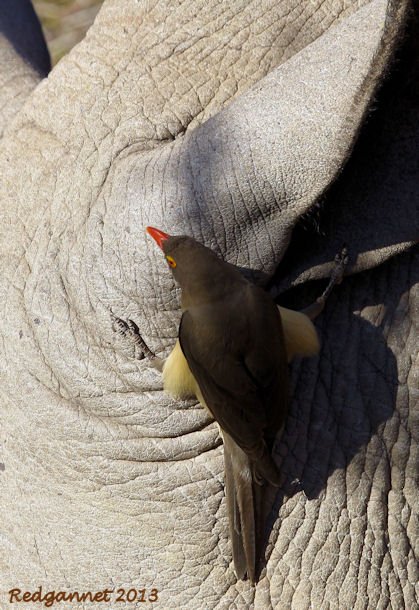 JNB 25Jun13 Red-billed Ox-pecker 04