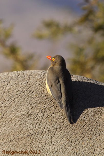 JNB 25Jun13 Red-billed Ox-pecker 08