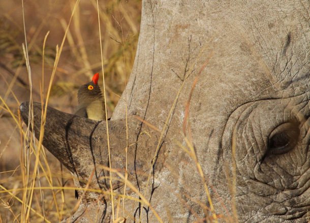 JNB 25Jun13 Red-billed Ox-pecker 10