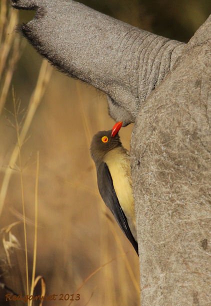 JNB 25Jun13 Red-billed Ox-pecker 11