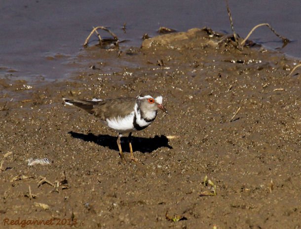 JNB 25Jun13 Three-banded Plover 03