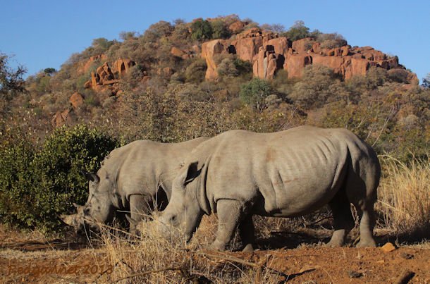 JNB 25Jun13 White Rhino 04