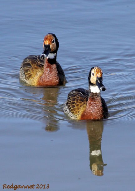 JNB 25Jun13 White-faced Duck 01