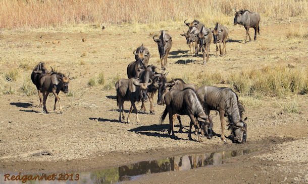 JNB 25Jun13 Wildebeeste 01