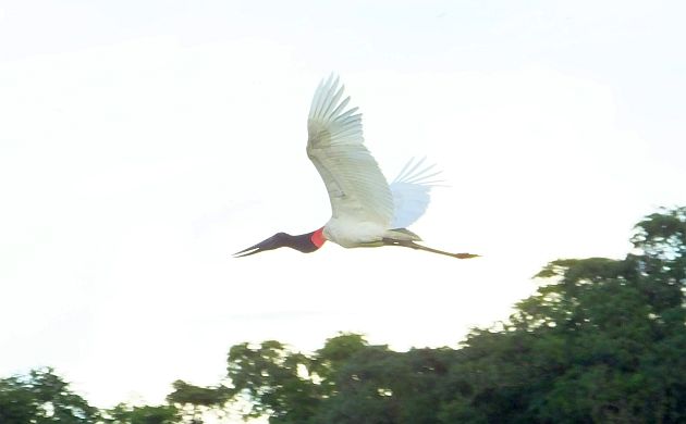 Jabiru in flight