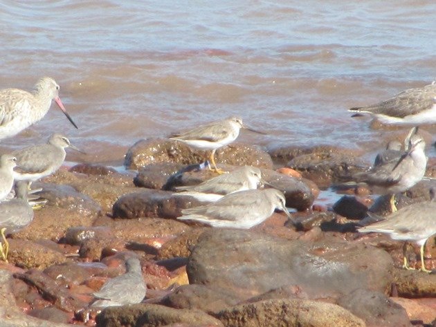 Japan flagged Terek Sandpiper (2)