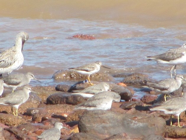 Japan flagged Terek Sandpiper (3)