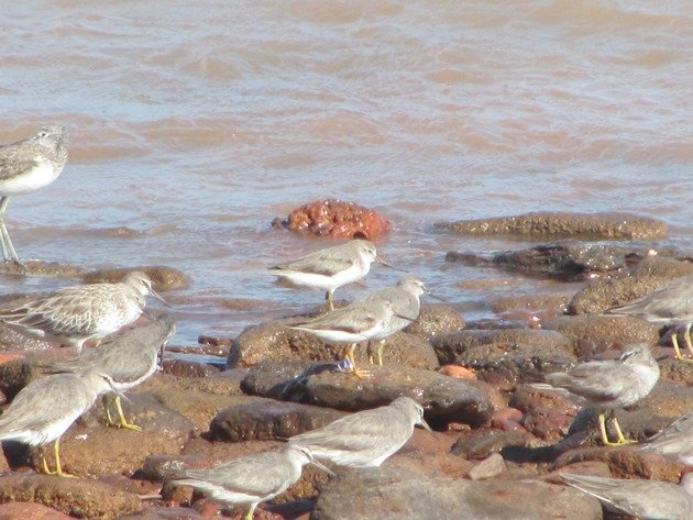 Japan flagged Terek Sandpiper (4)