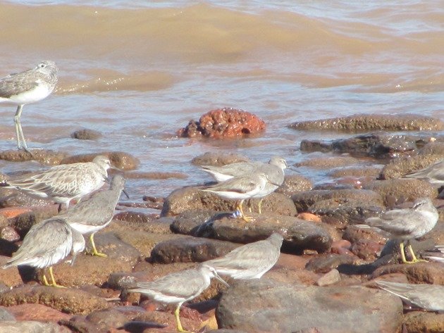 Japan flagged Terek Sandpiper (5)