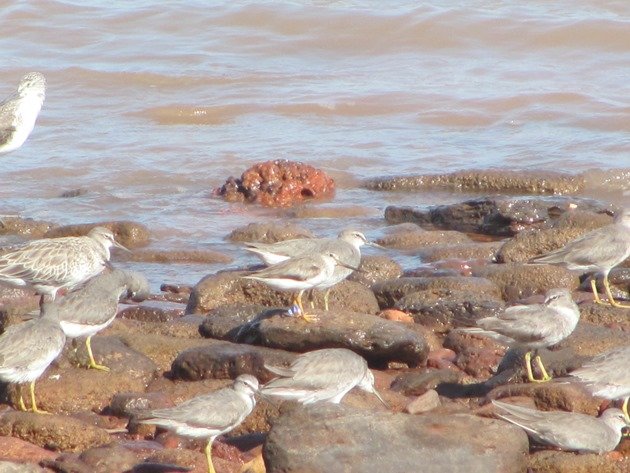 Japan flagged Terek Sandpiper (6)