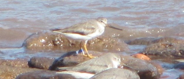 Japan flagged Terek Sandpiper (7)