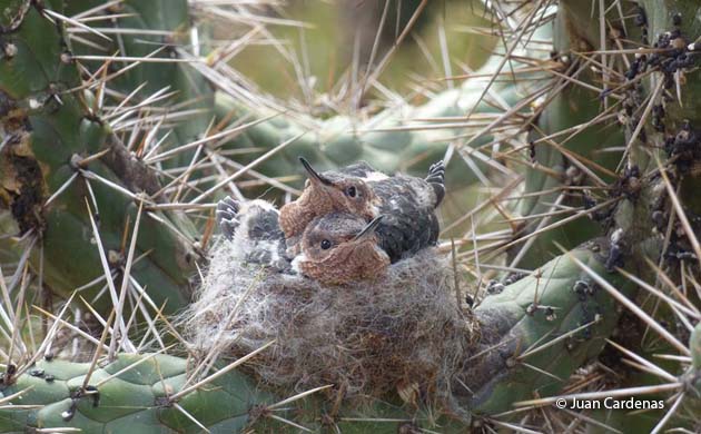 hummingbird chicks