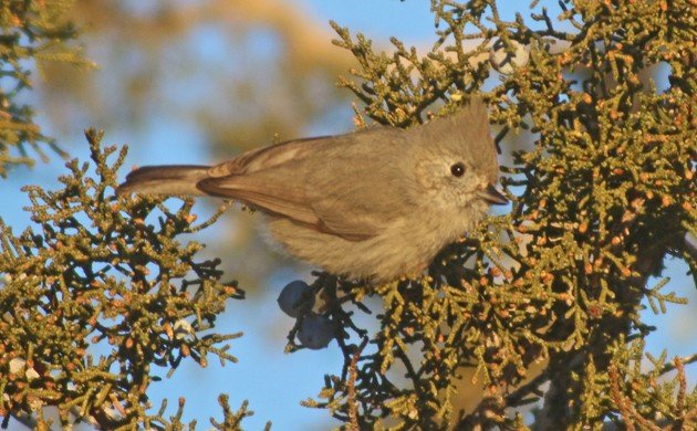 Juniper Titmouse