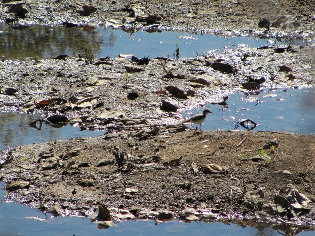 Juvenile Black-fronted Dotterel