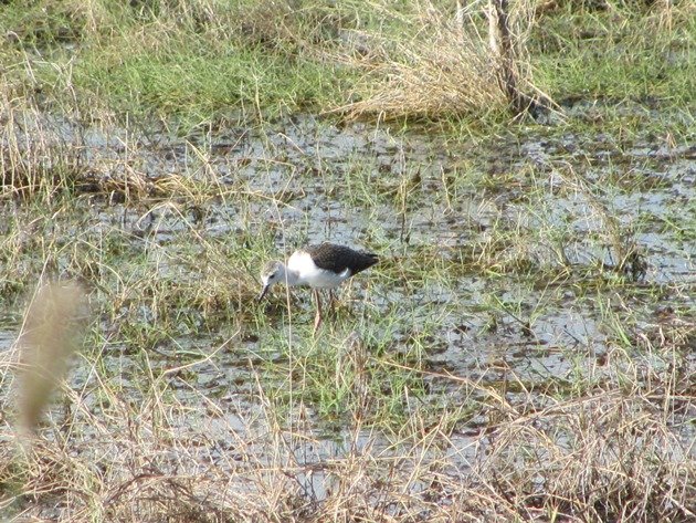 Juvenile Black-winged Stilt