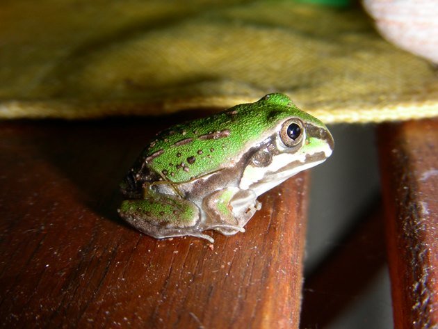 Juvenile Giant Frog