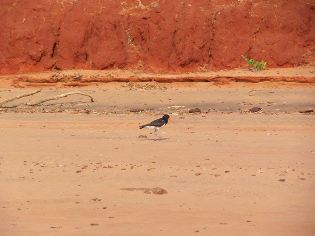 Juvenile Pied Oystercatcher