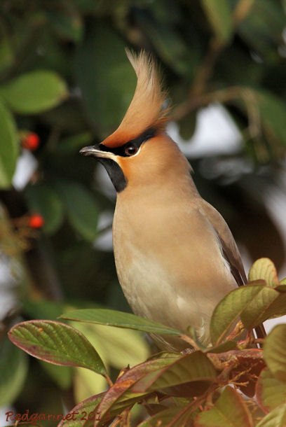 KEN 04Mar13 Waxwing 06