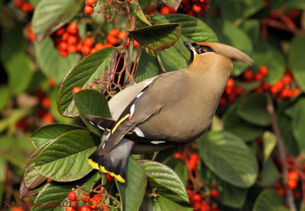 KEN 04Mar13 Waxwing 11