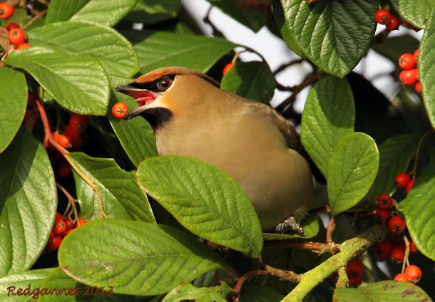 KEN 04Mar13 Waxwing 28