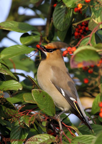 KEN 04Mar13 Waxwing 30