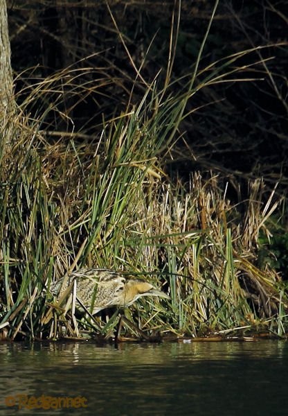 KEN 09Feb16 Great Bittern 05