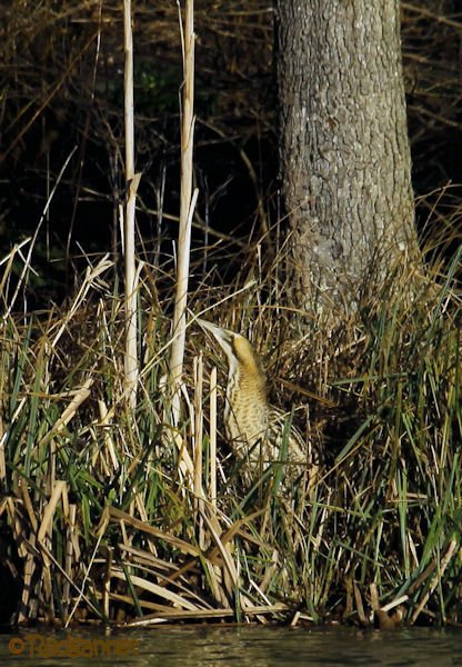 KEN 09Feb16 Great Bittern 07