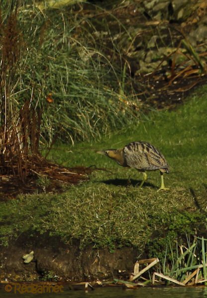 KEN 09Feb16 Great Bittern 09