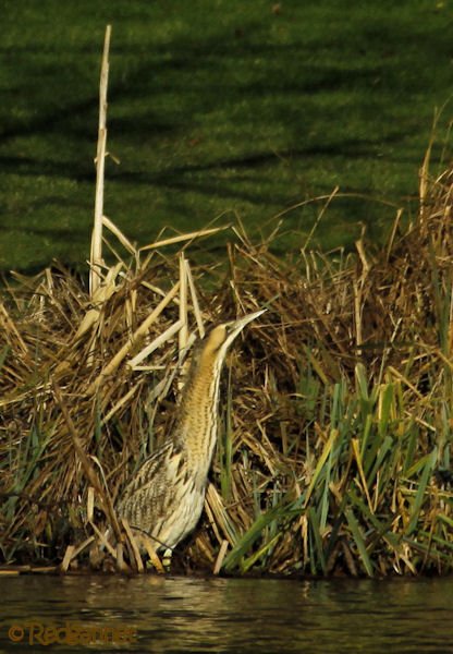 KEN 09Feb16 Great Bittern 11