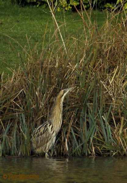 KEN 09Feb16 Great Bittern 14