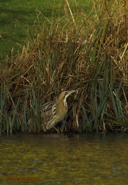 KEN 09Feb16 Great Bittern 16