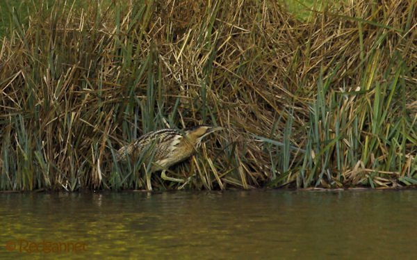 KEN 09Feb16 Great Bittern 17