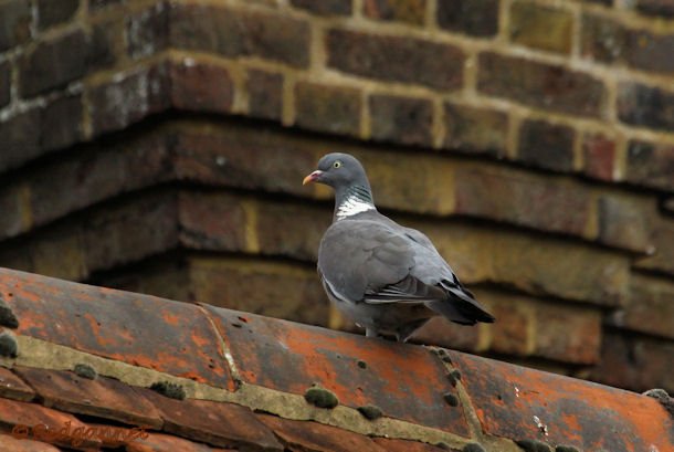 KEN 09Sep15 Woodpigeon 01